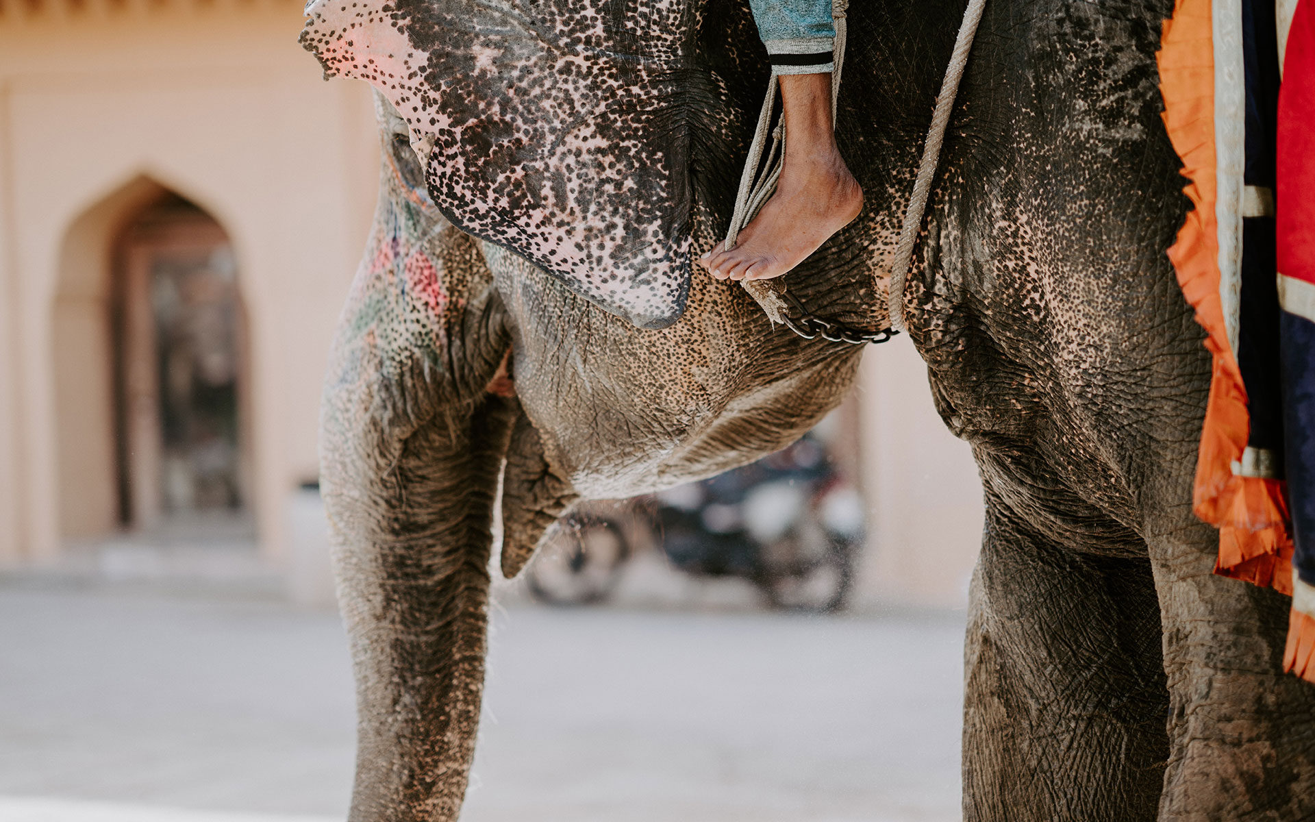 riding an elephant at a volunteer abroad experience